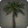 Island Palm