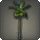 Wild Banana Tree