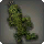 Topiary Sabotender