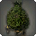 Topiary Paissa