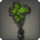 Potted Dragon Tree