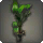 Potted Oliphant's Ear