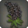 Black Lupin Corsage